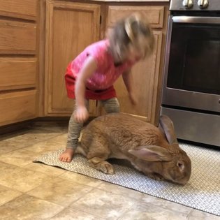 Macy showing that she knows how to be "soft." Teaching children, especially a three year old, how to treat animals is a cont...