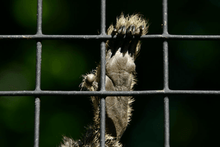 caged_marmoset.jpg