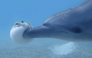 Dolphin getting high off of Pufferfish Toxin