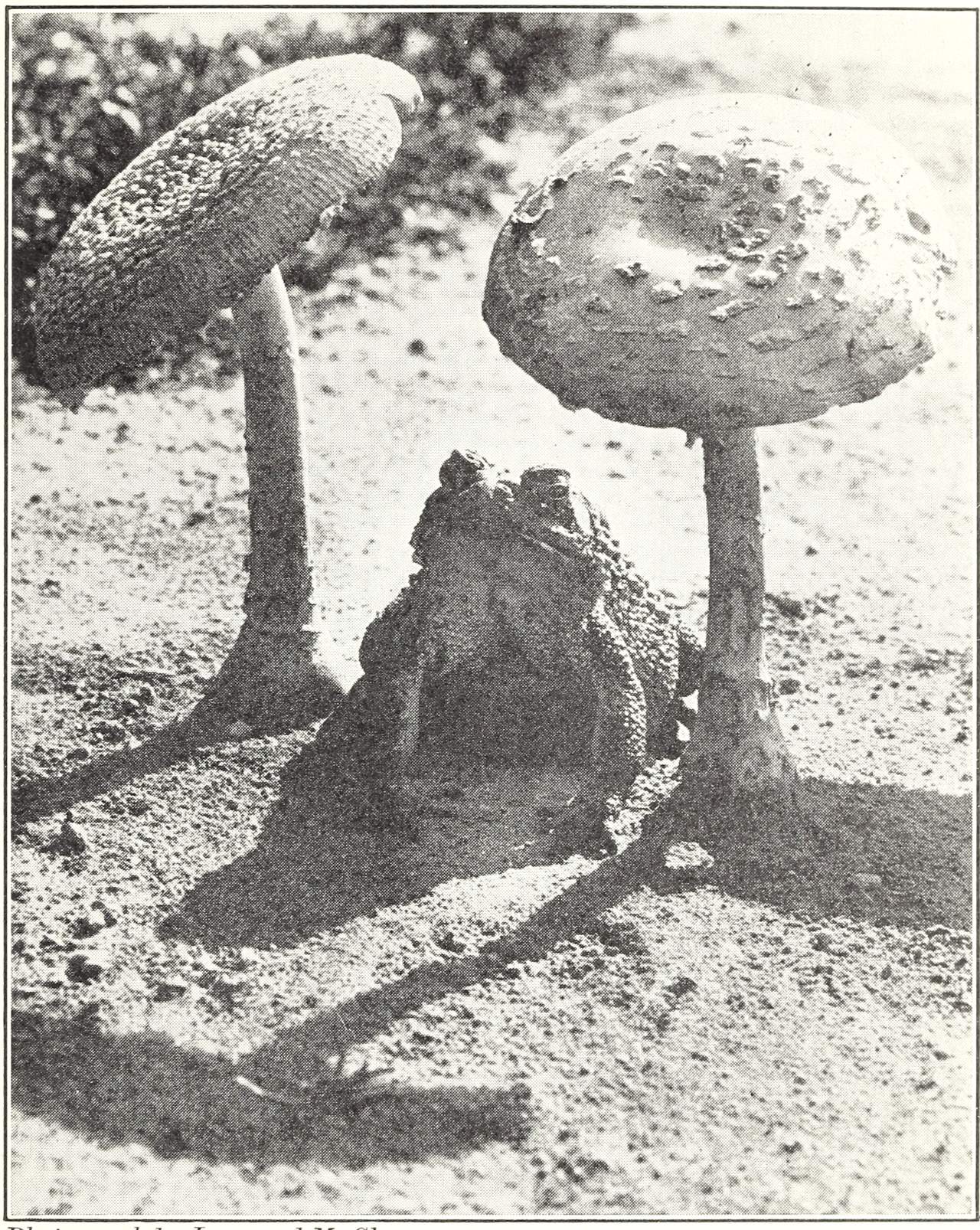 With its protective coloring this toad feels much at ease near mushrooms.” Elementary Science by Grades, Book Five. 1930.