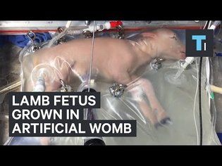Scientists grow lamb fetus inside artificial womb