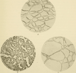 1024px-physiology_and_biochemistry_in_modern_medicine_-1918-_-14781229662-.jpg