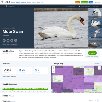 Mute Swan - eBird